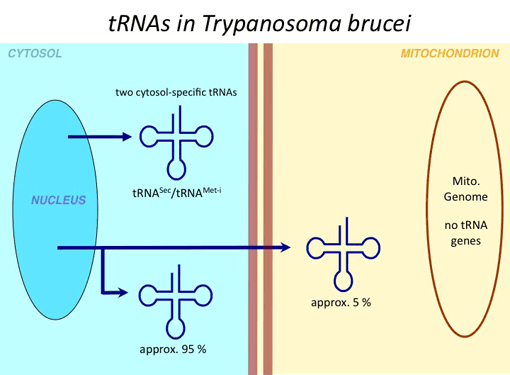 tRNAs in Trypanosoma brucei